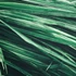 Kép 4/4 - vetiver